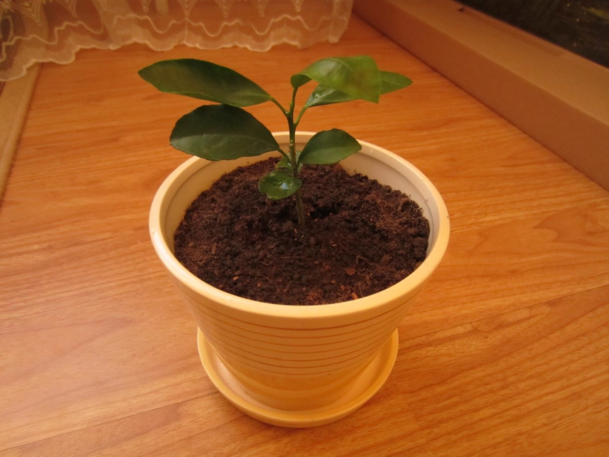 Росток апельсина Марокко