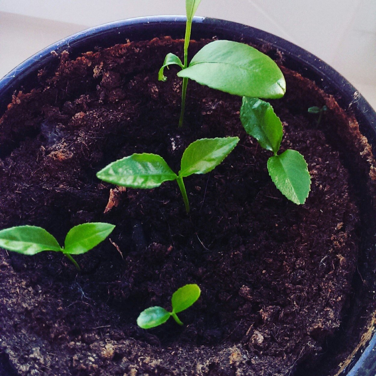 Росток апельсина из косточки