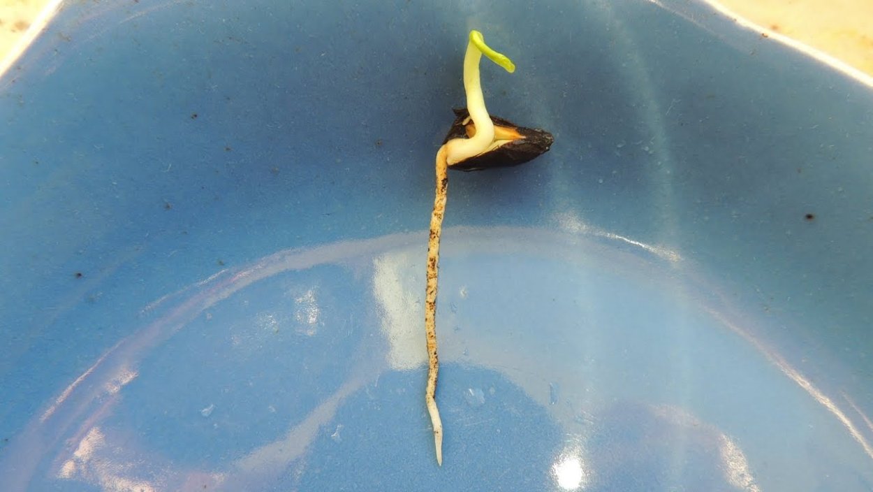 Росток нектарина