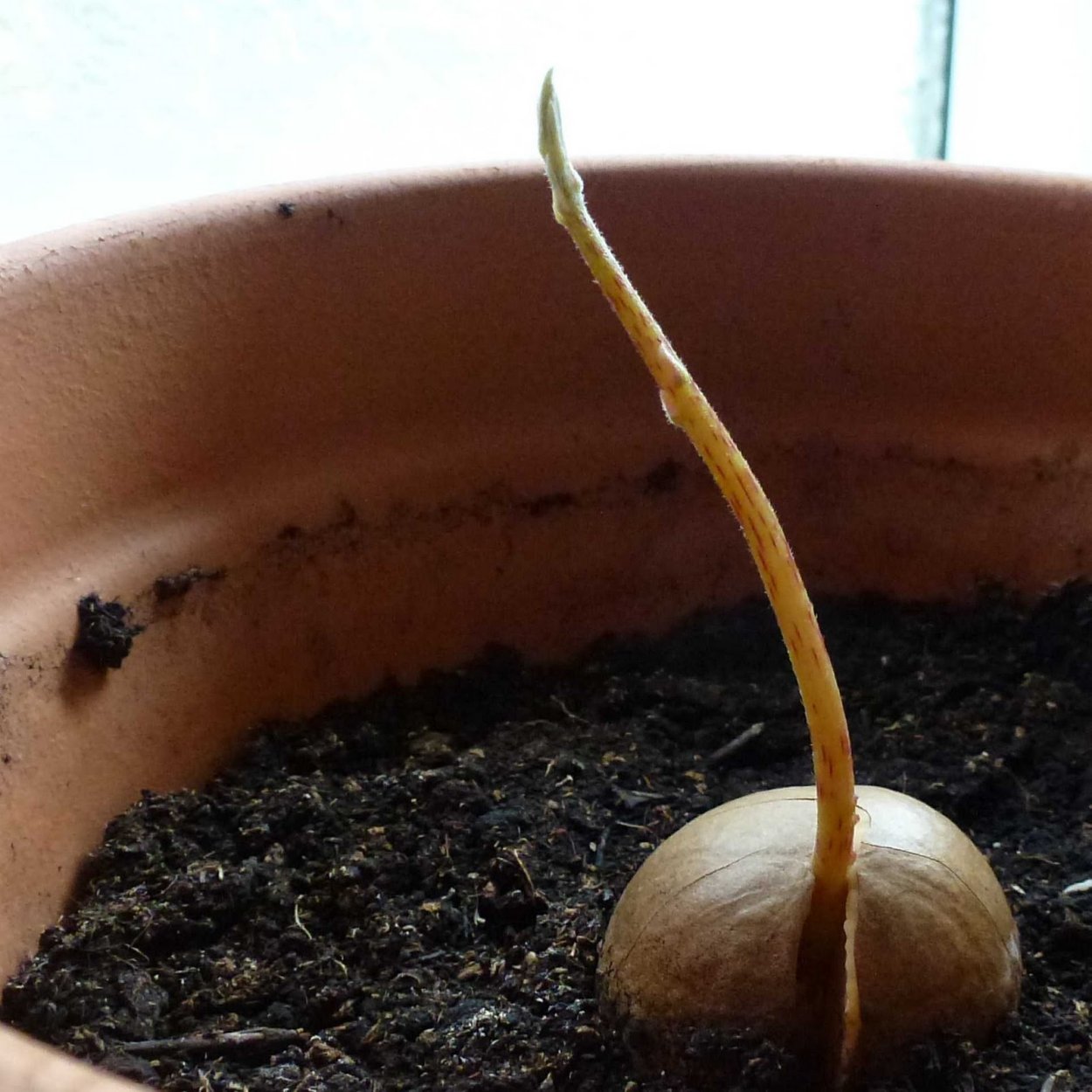 Манго 2 месяца Росток