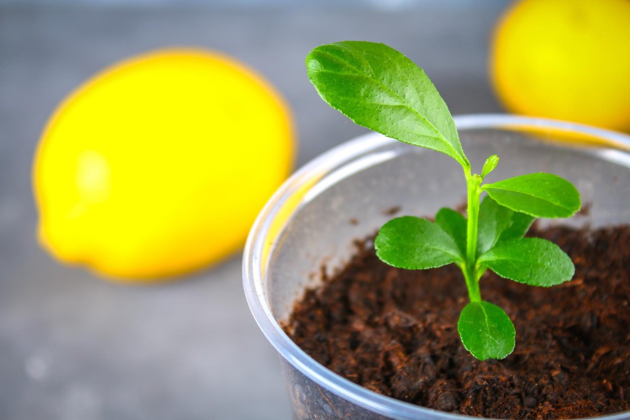 Росток лимона и апельсина