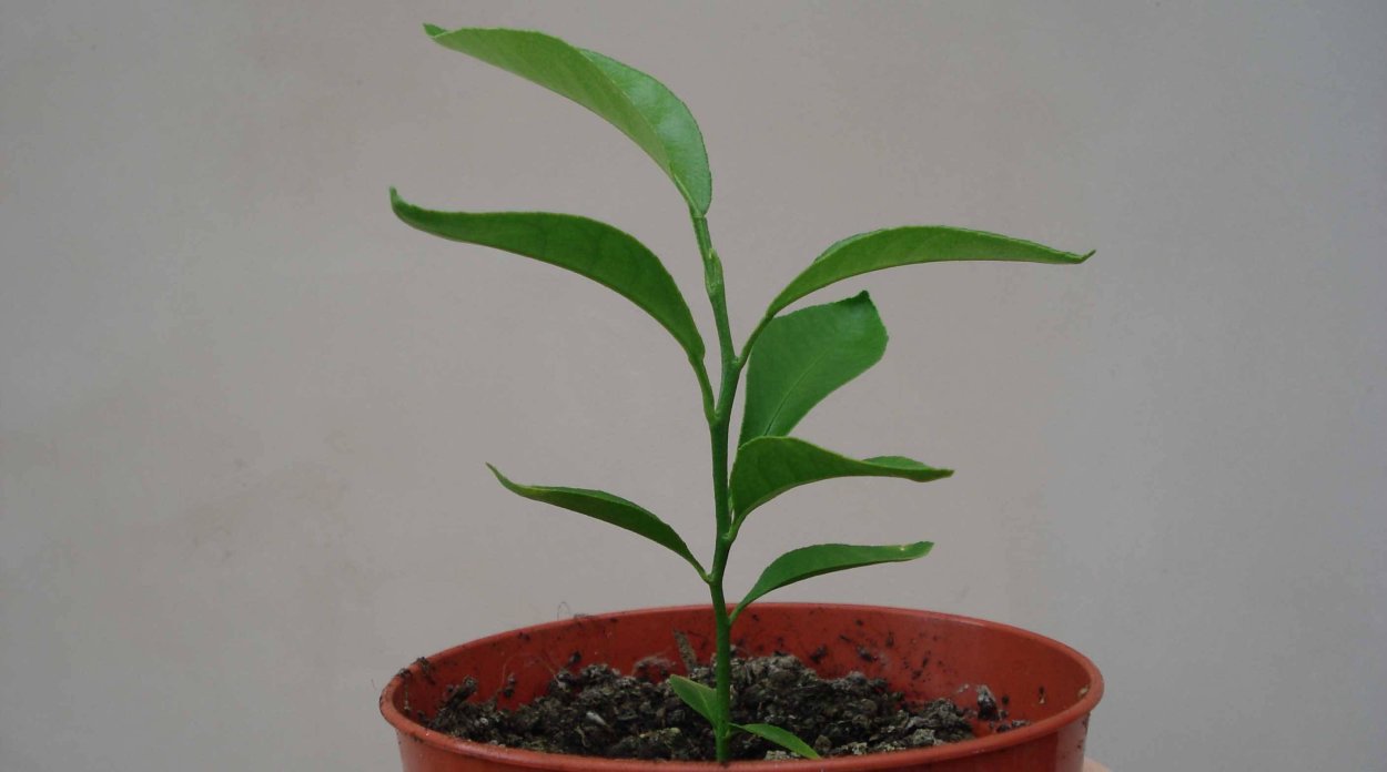 Росток апельсина из косточки