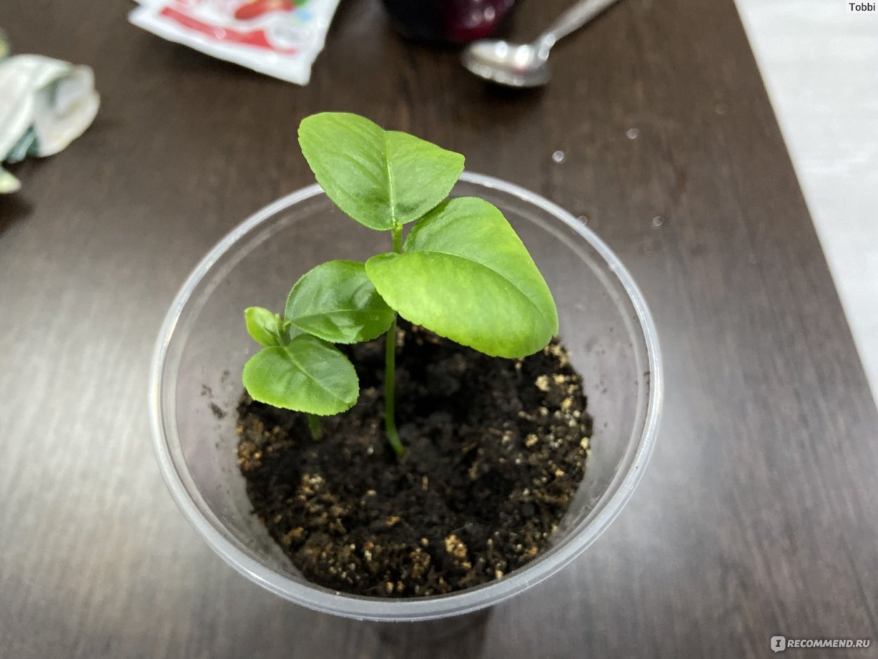 Лимон Ростоу маленький