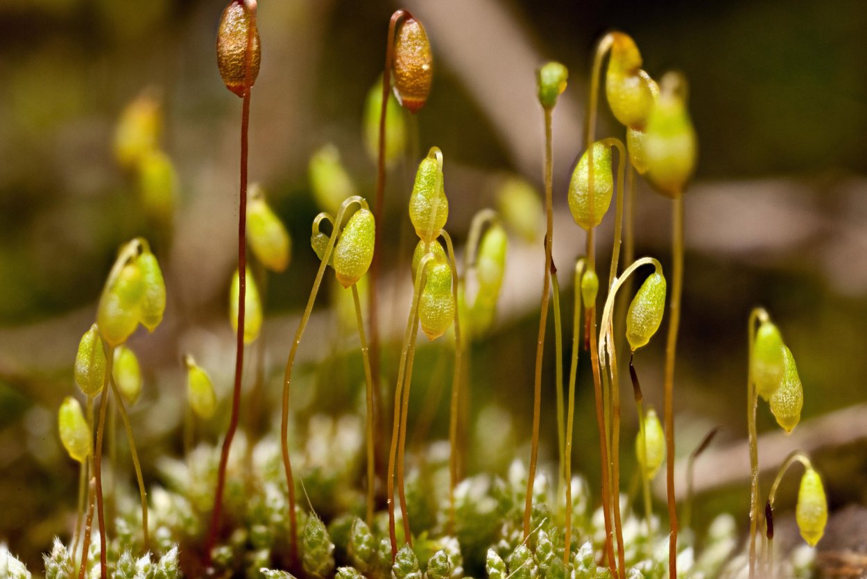 Bryum argenteum
