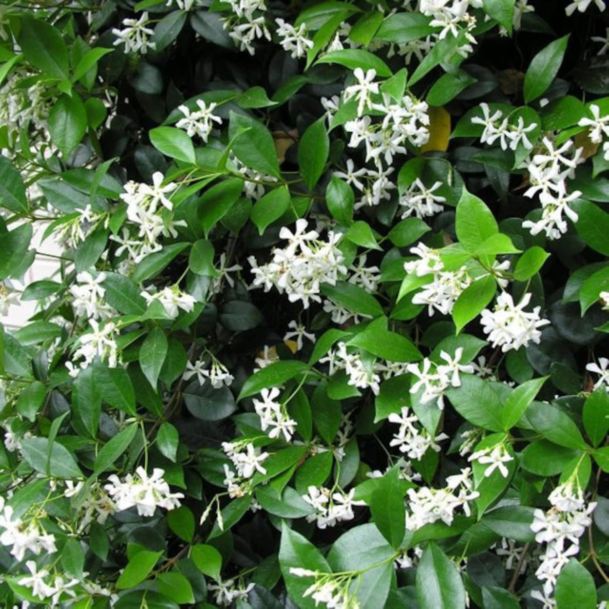 Трахелоспермум вечнозеленый