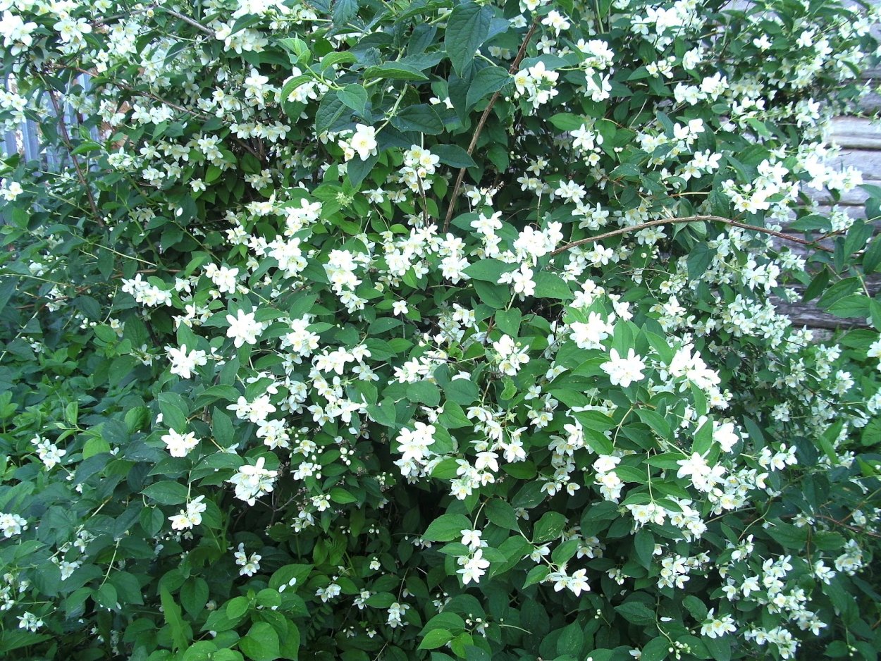 Жасмин лиановидный