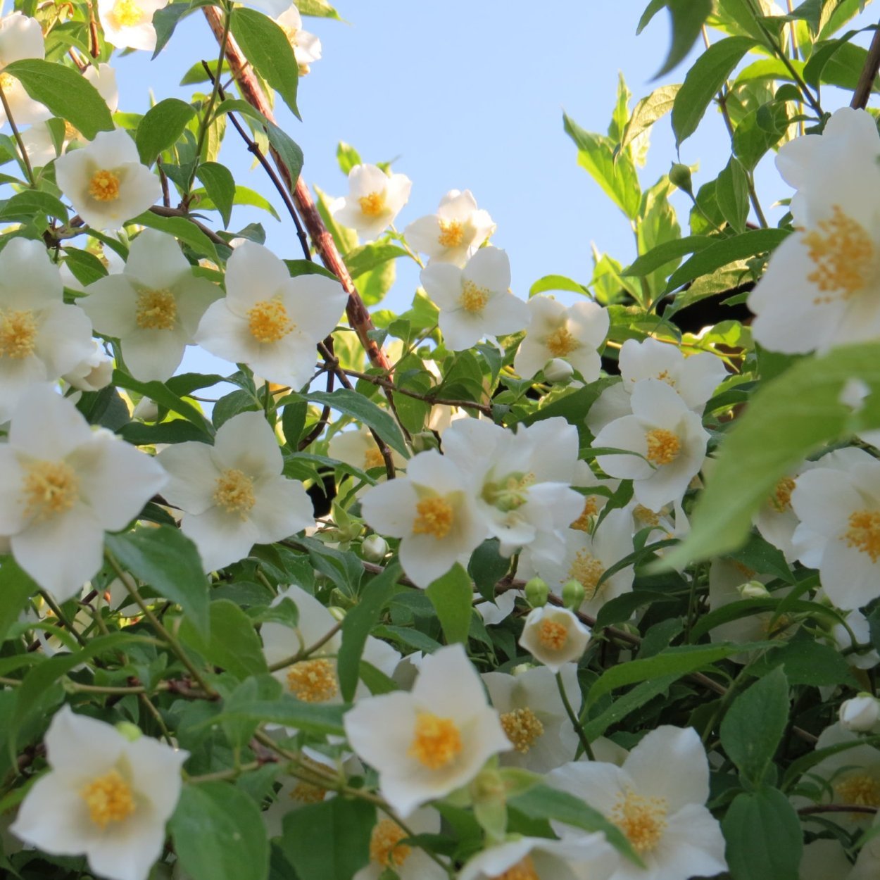 Жасмин плетистый