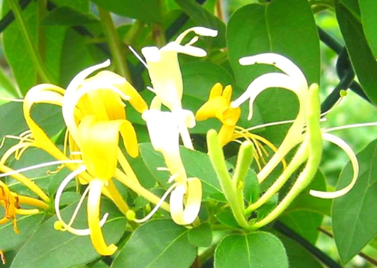 Белые вьющиеся цветы с желтыми