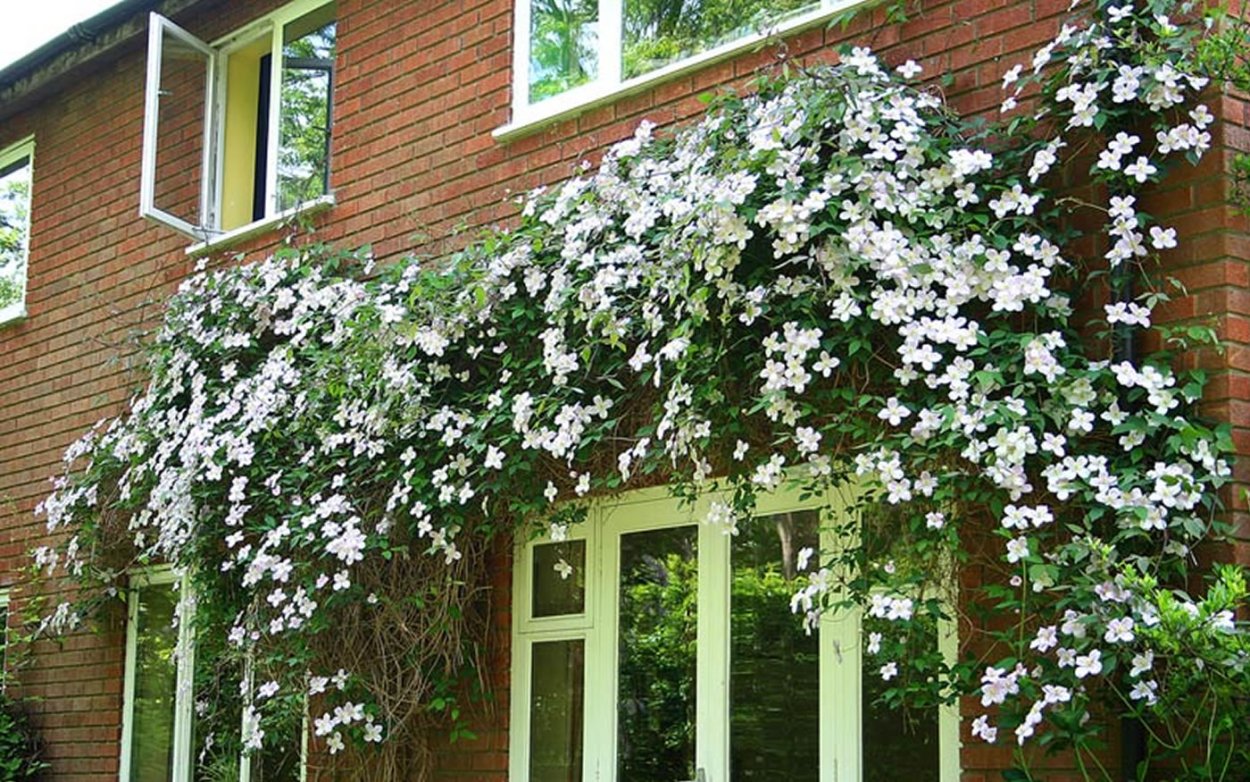 Клематисы лианы