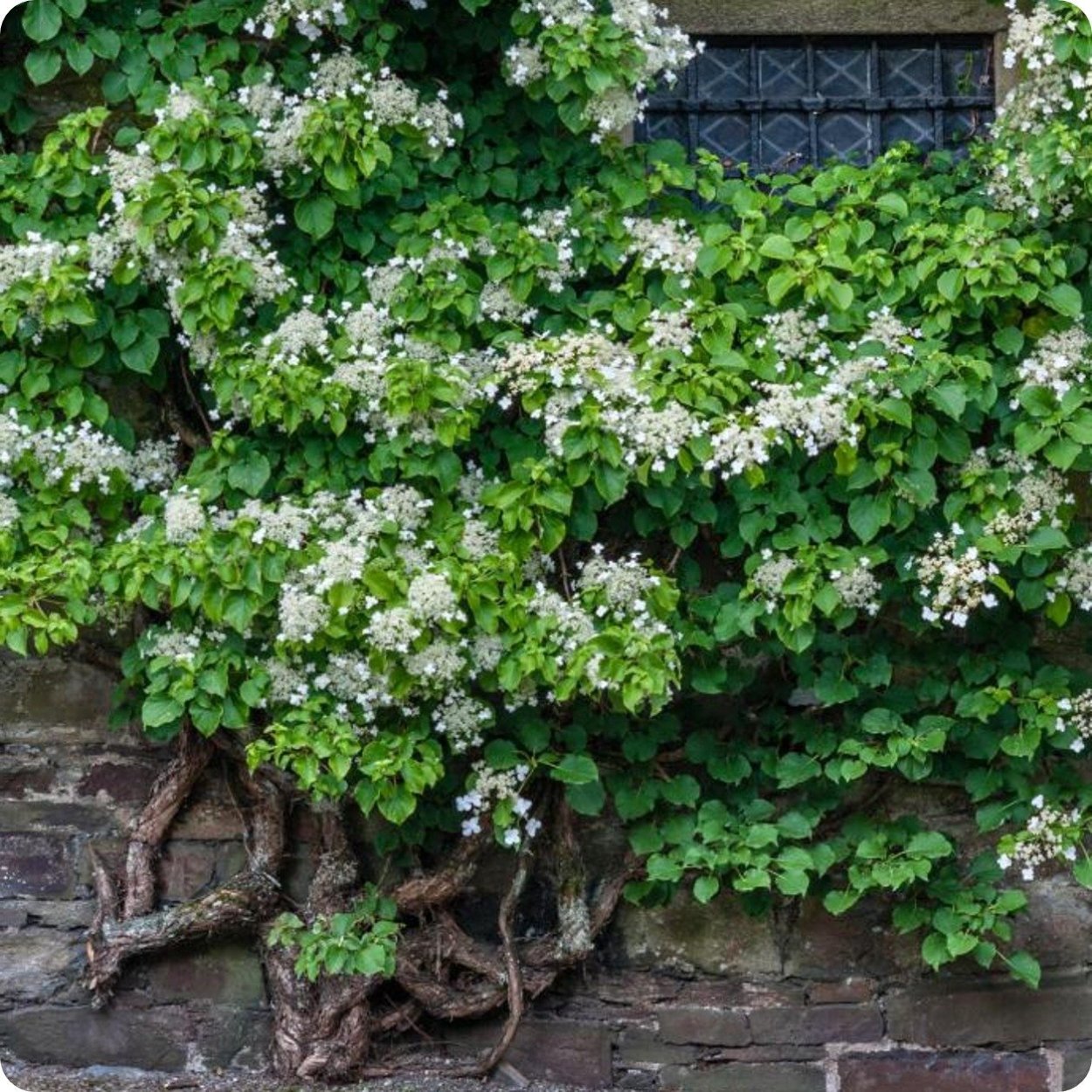 Гортензия плетистая черешковая