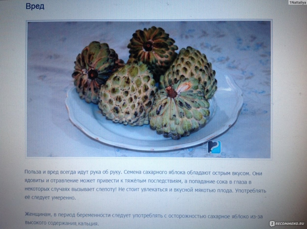 Кремовое яблоко. Аннона Чешуйчатая.