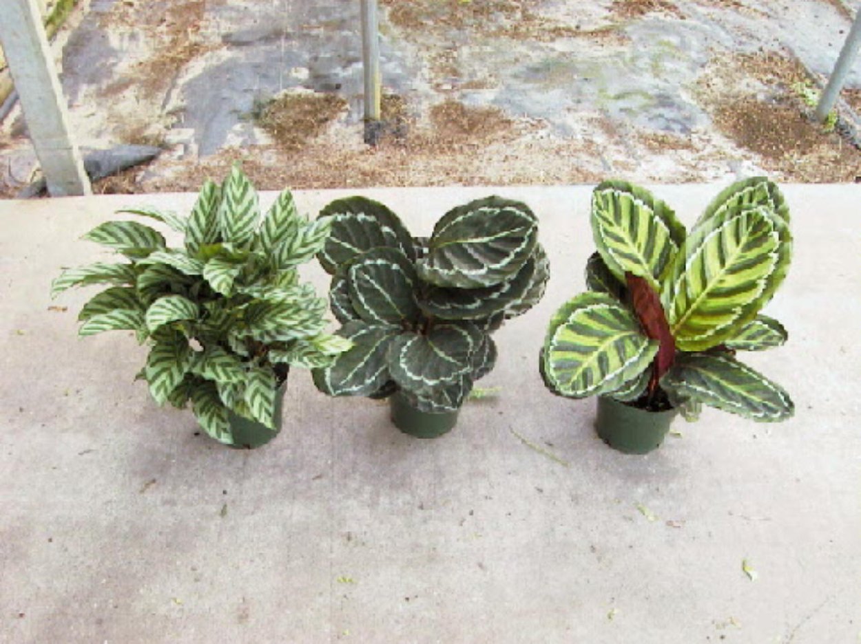 Растения тенелюбивые комнатные Калатея