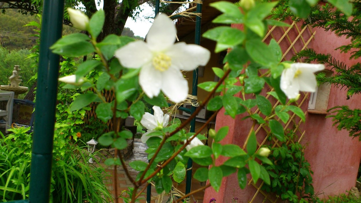 Чубушник bialy Karzel