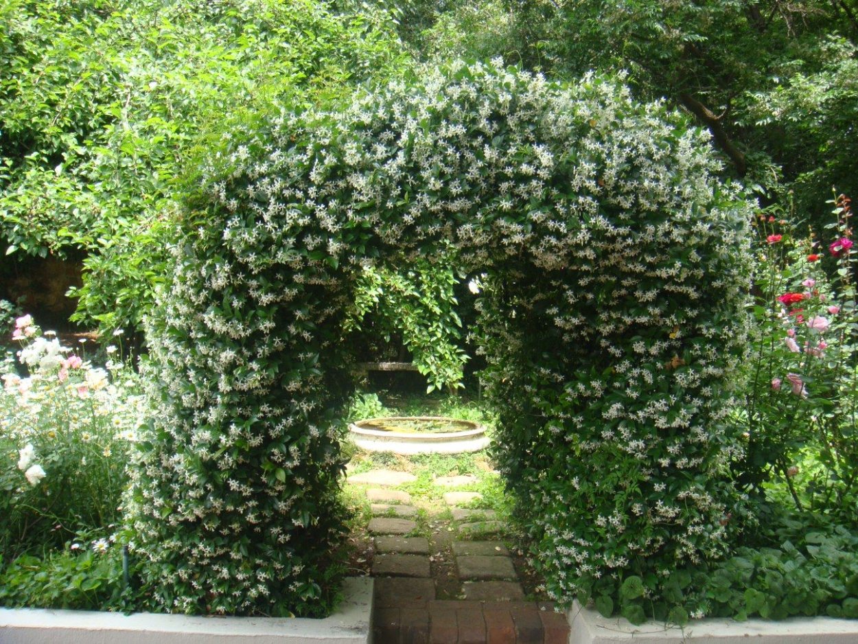 Жасмин плетистый садовый