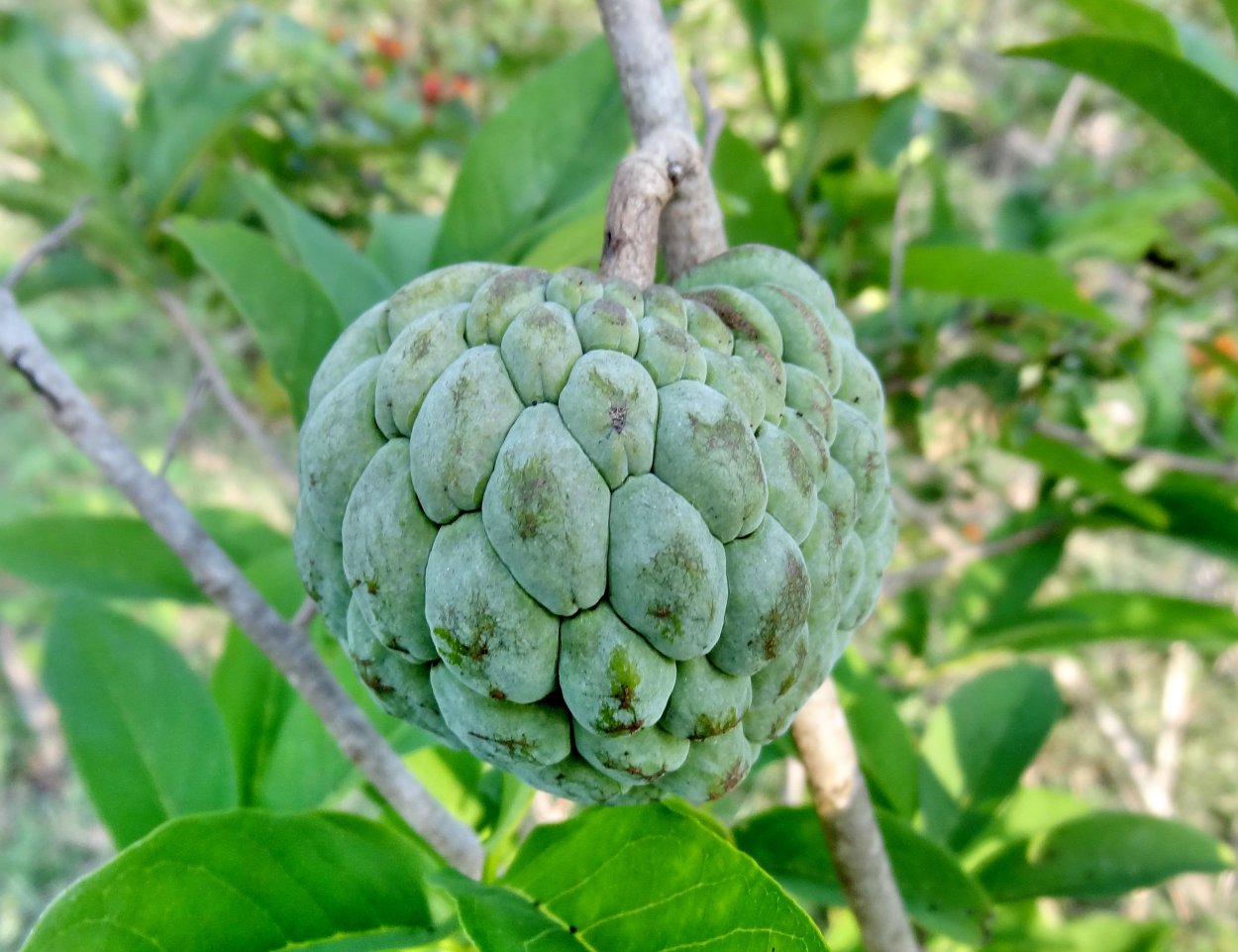 Черимойя райское яблоко