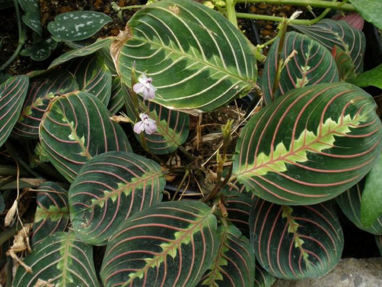 Маранта Мариселла