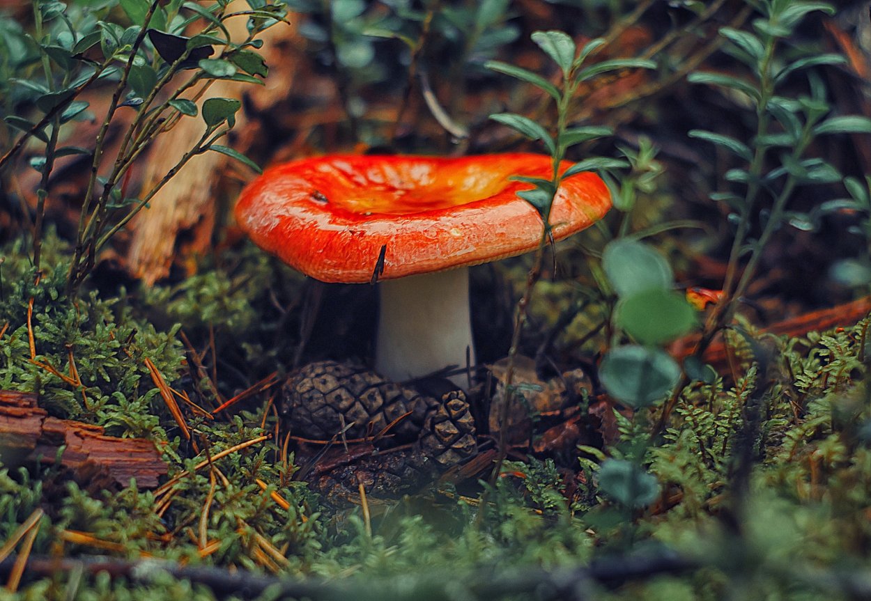 Гриб сыроежка красная