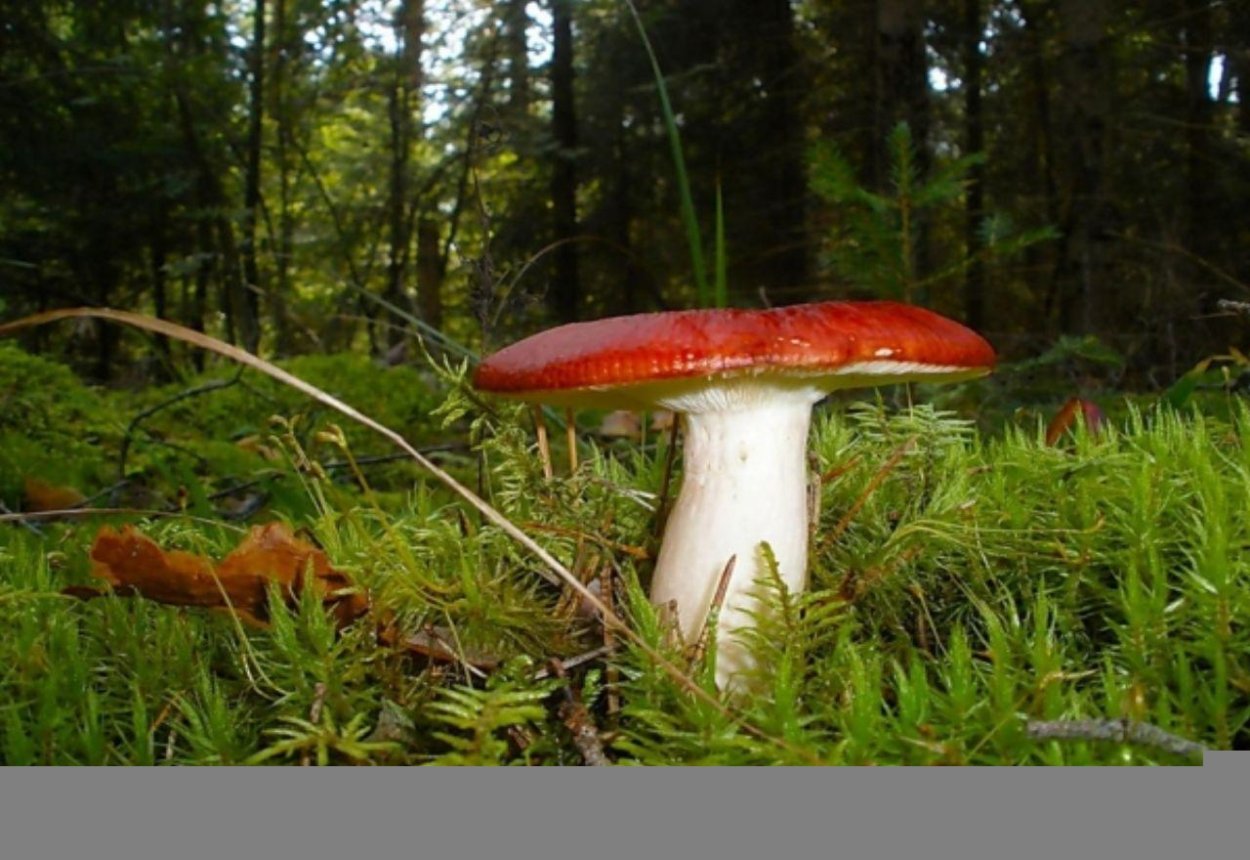 Сыроежки растущие в Сосновом лесу