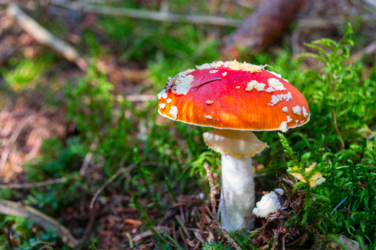 Огненный мухомор