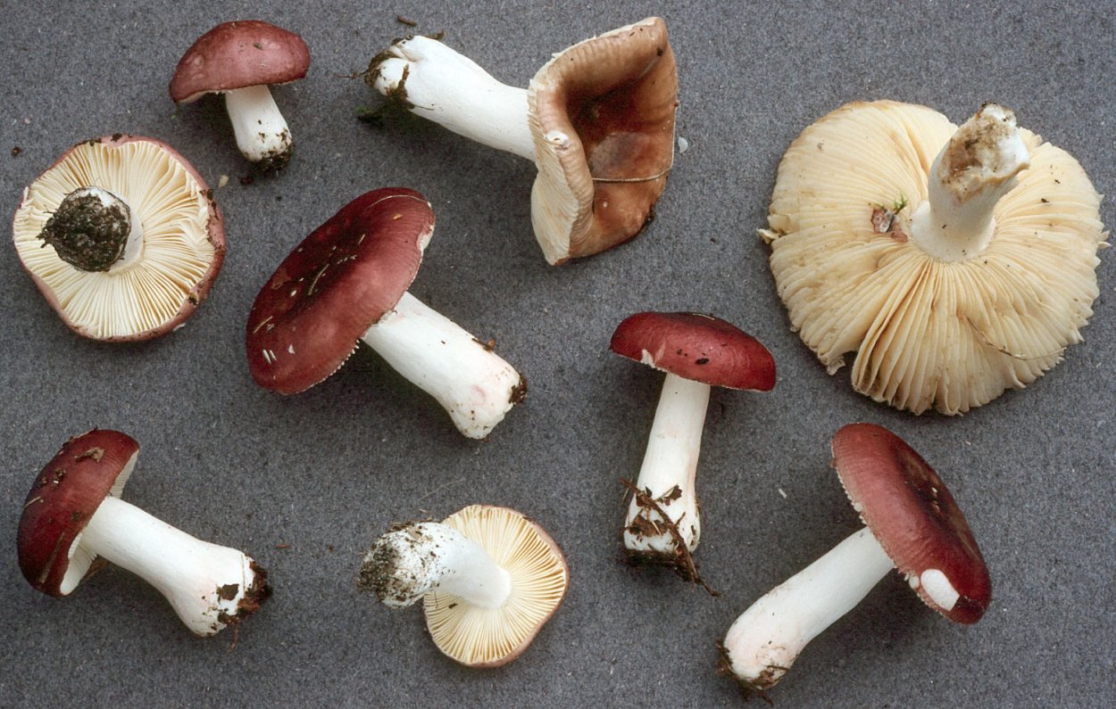 Russula Cessans
