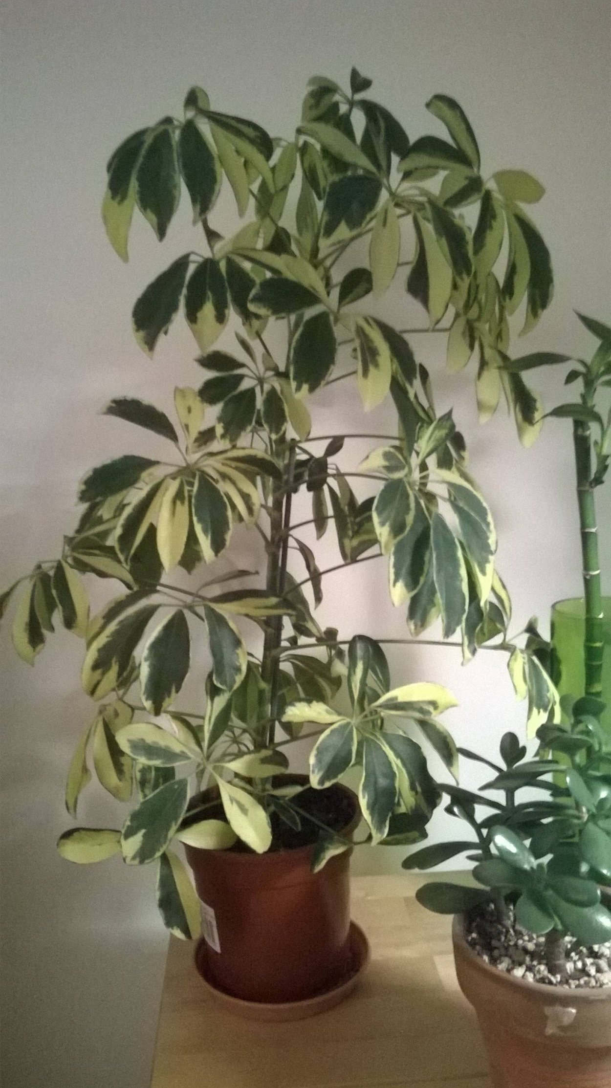 Schefflera Taiwaniana