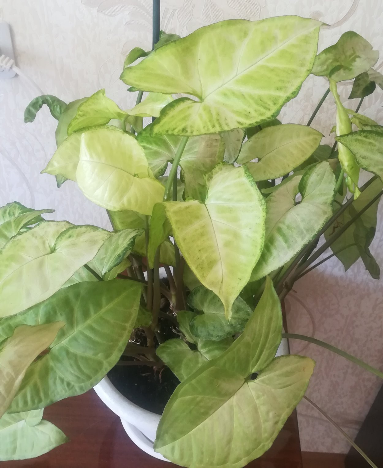 Syngonium chiapense variegated