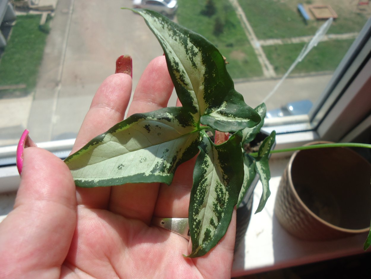 Сингониум Грин Арроу