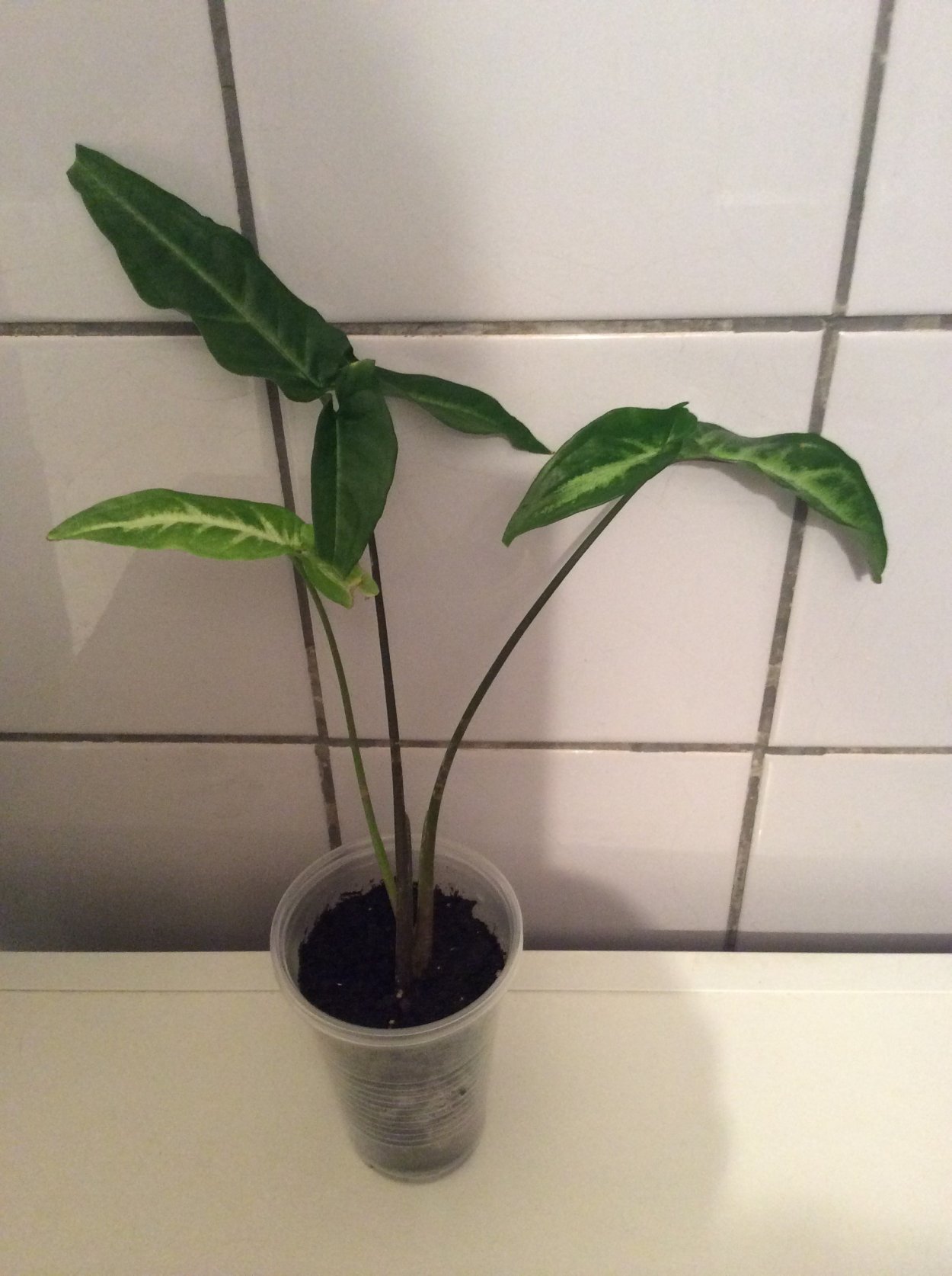 Сингониум Спеар Пойнт