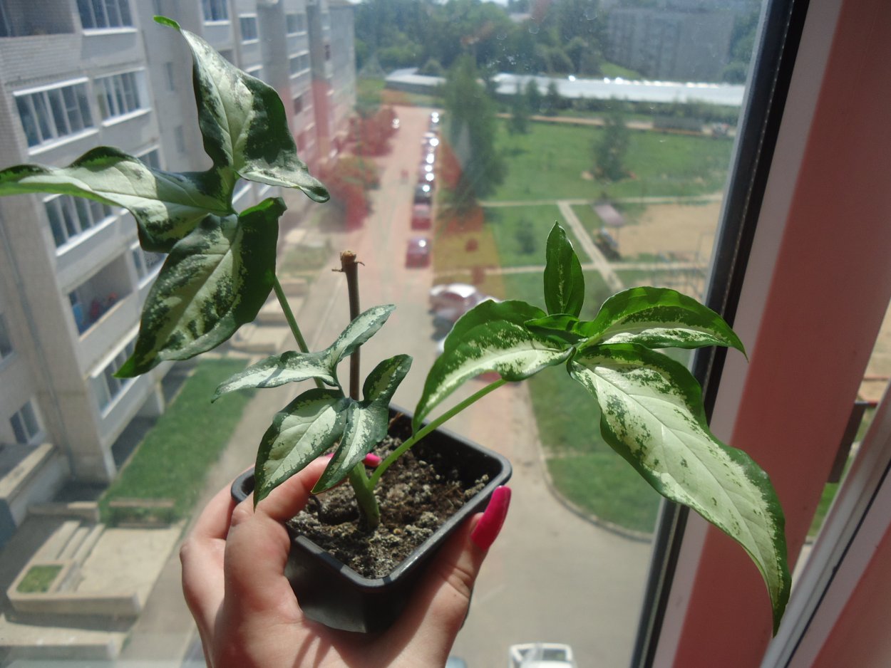 Сингониум кустовой