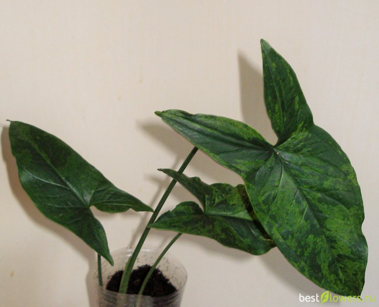 Лиана комнатная сингониум