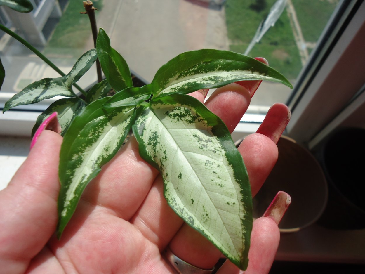 Сингониум Вайт Баттерфляй