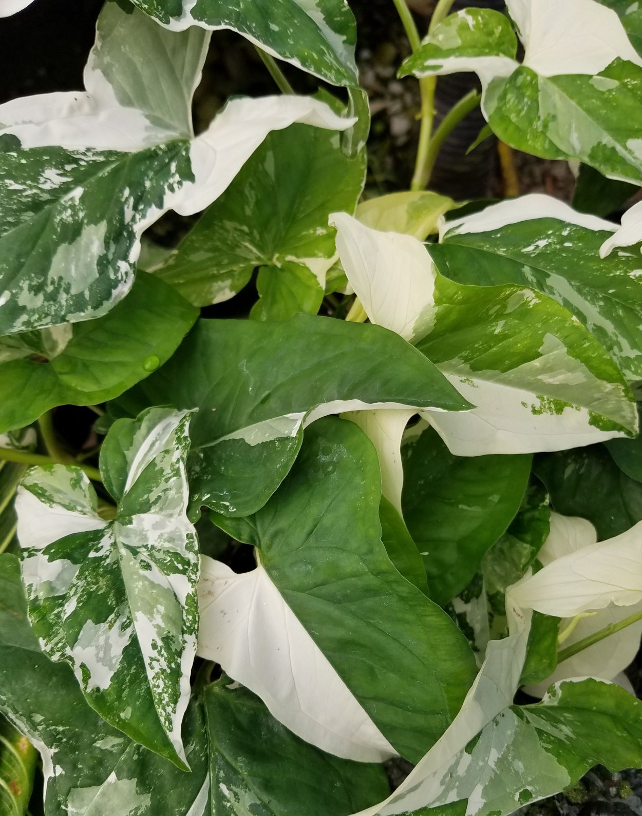 Монстера канстенианум