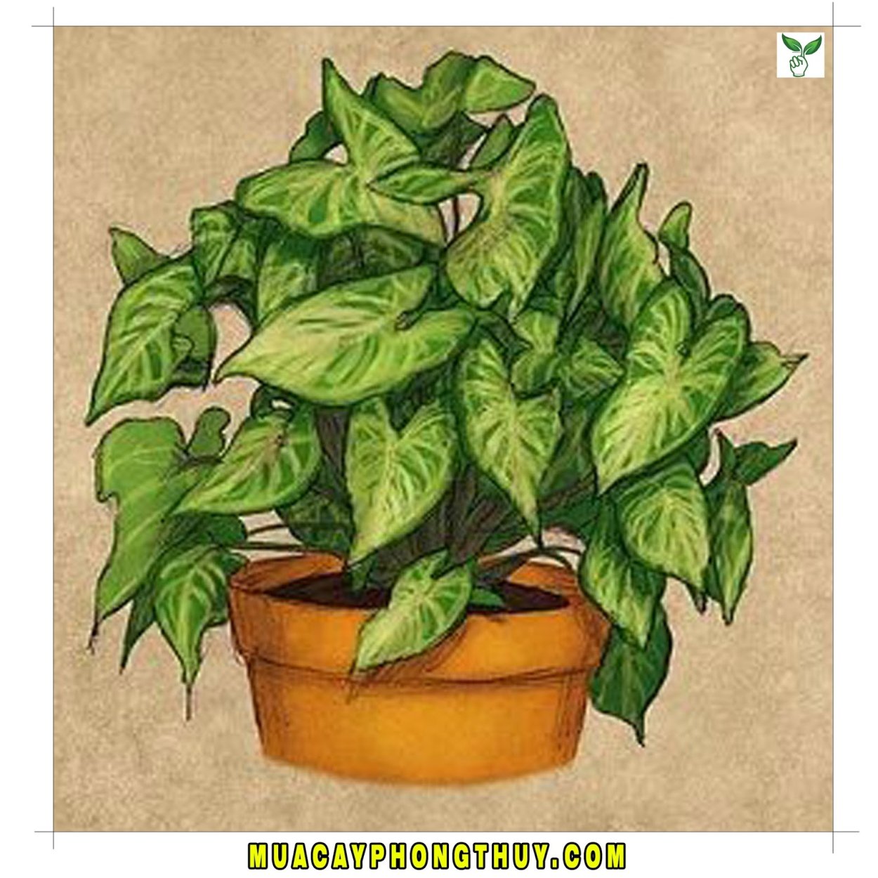 Сингониум Трилиф Вондер