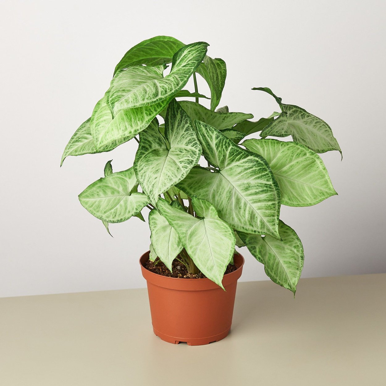 Сингониум поинт