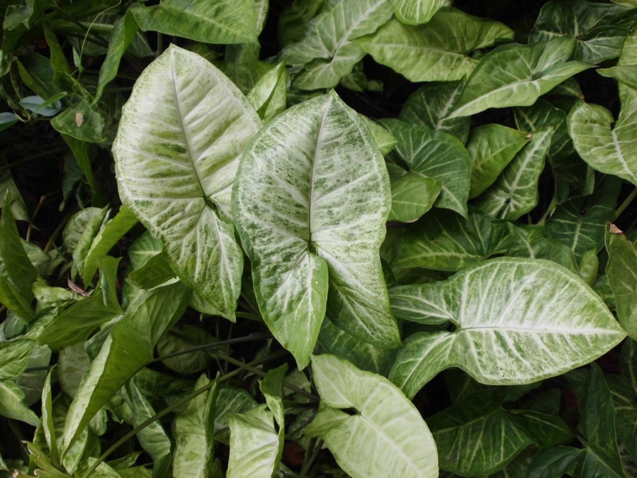 Сингониум конфетти