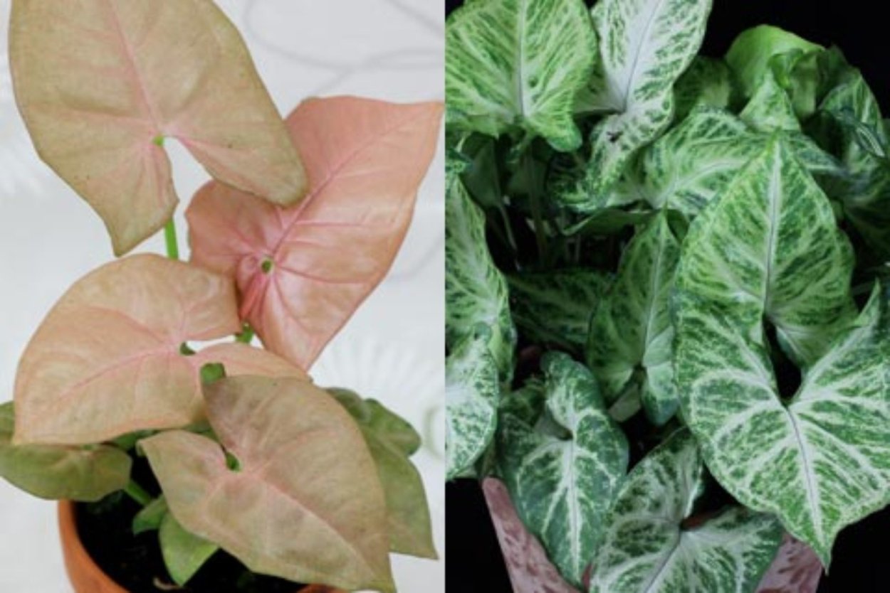 Сингониум Подофиллум Берри