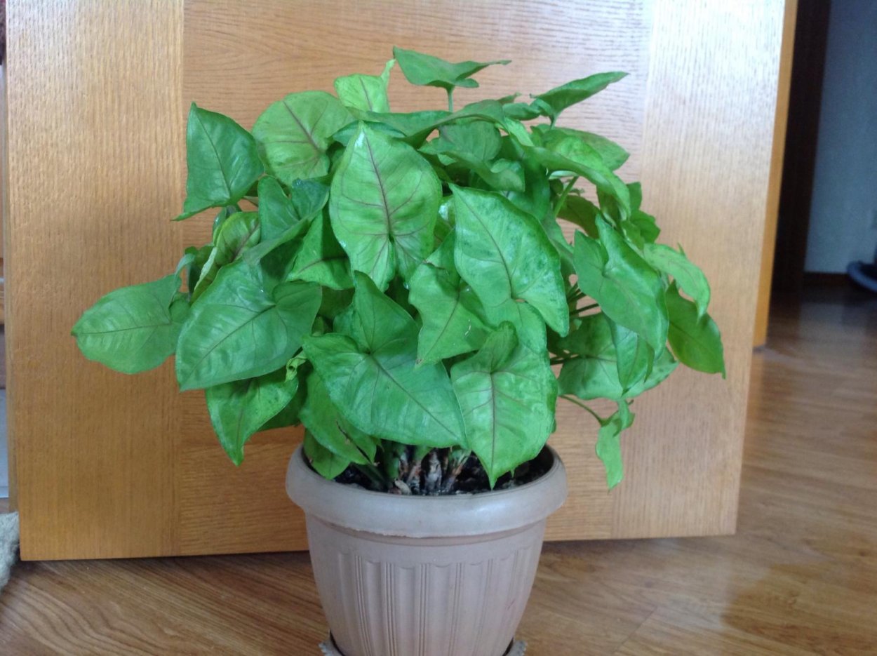 Ботаническая иллюстрация сингониум