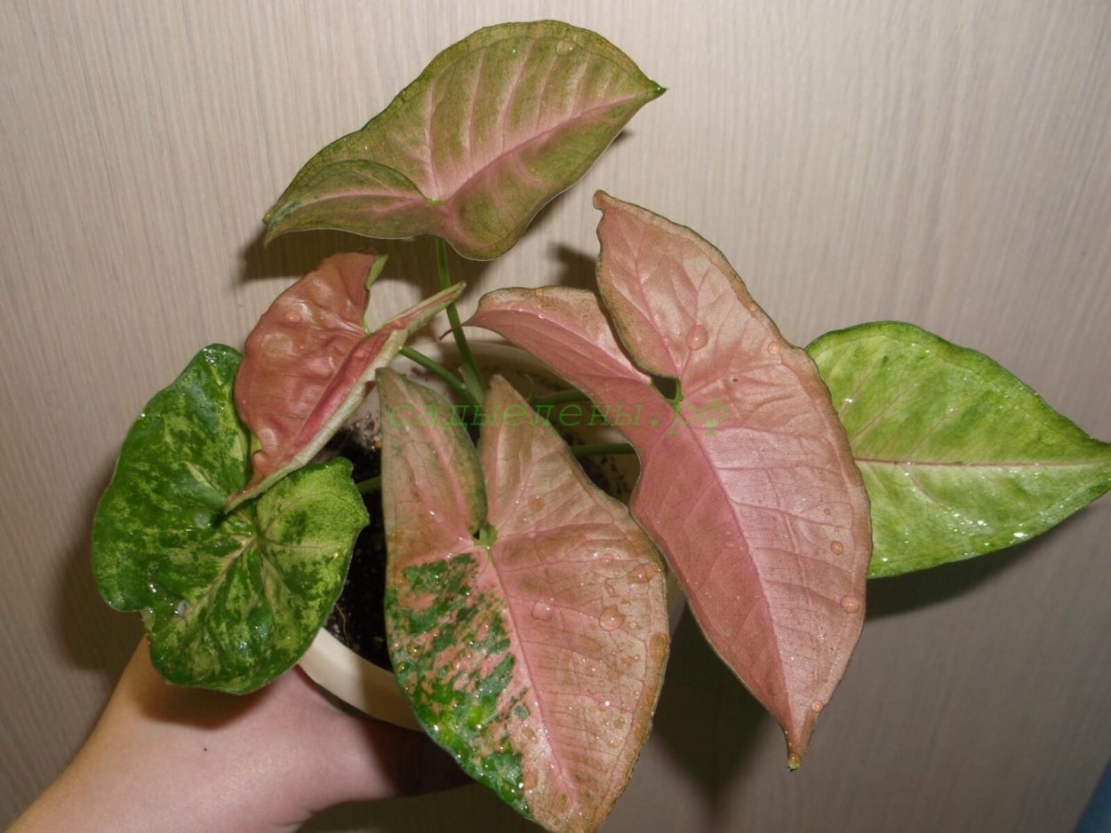 Сингониум podophyllum