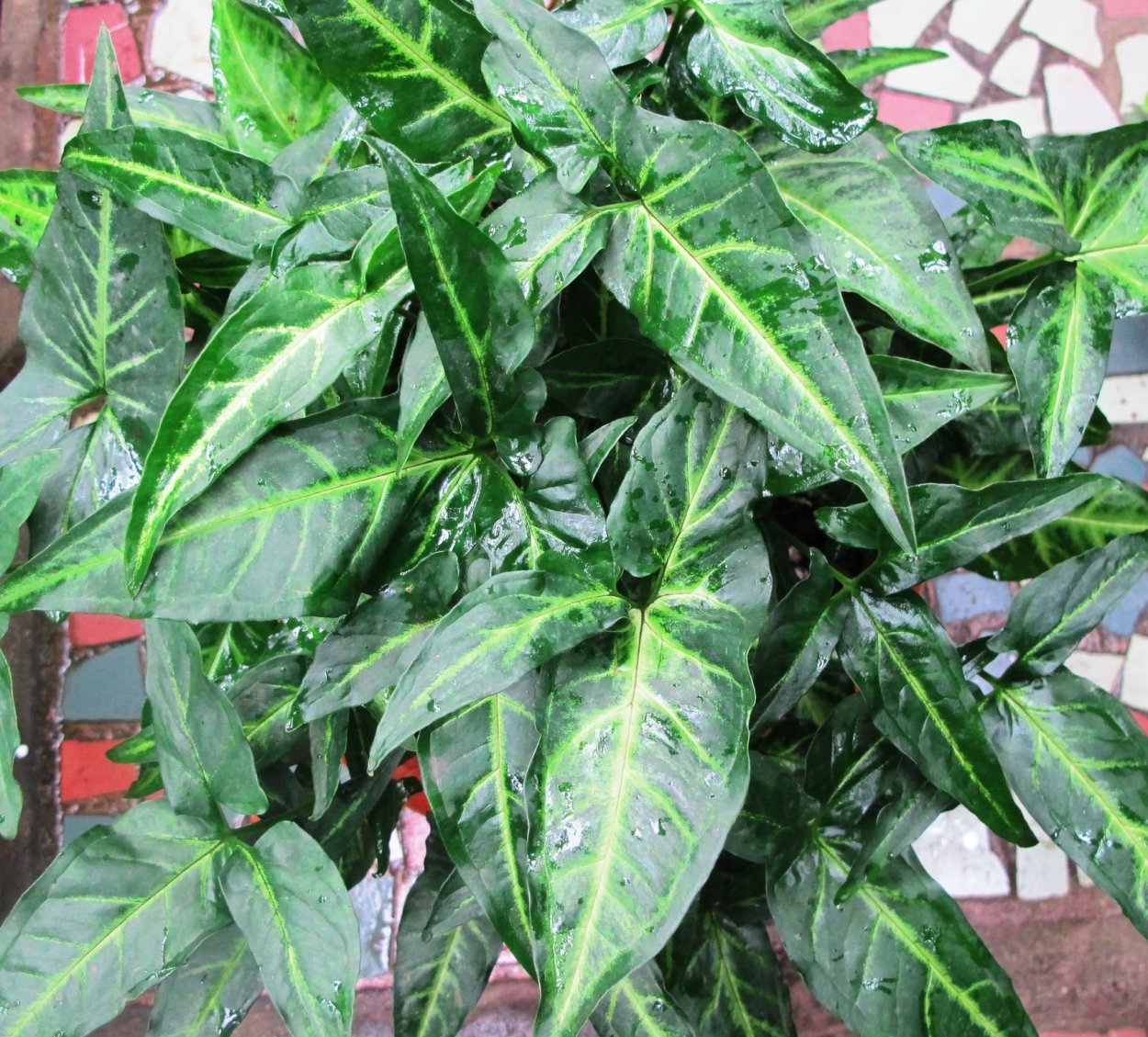 Сингониум неон