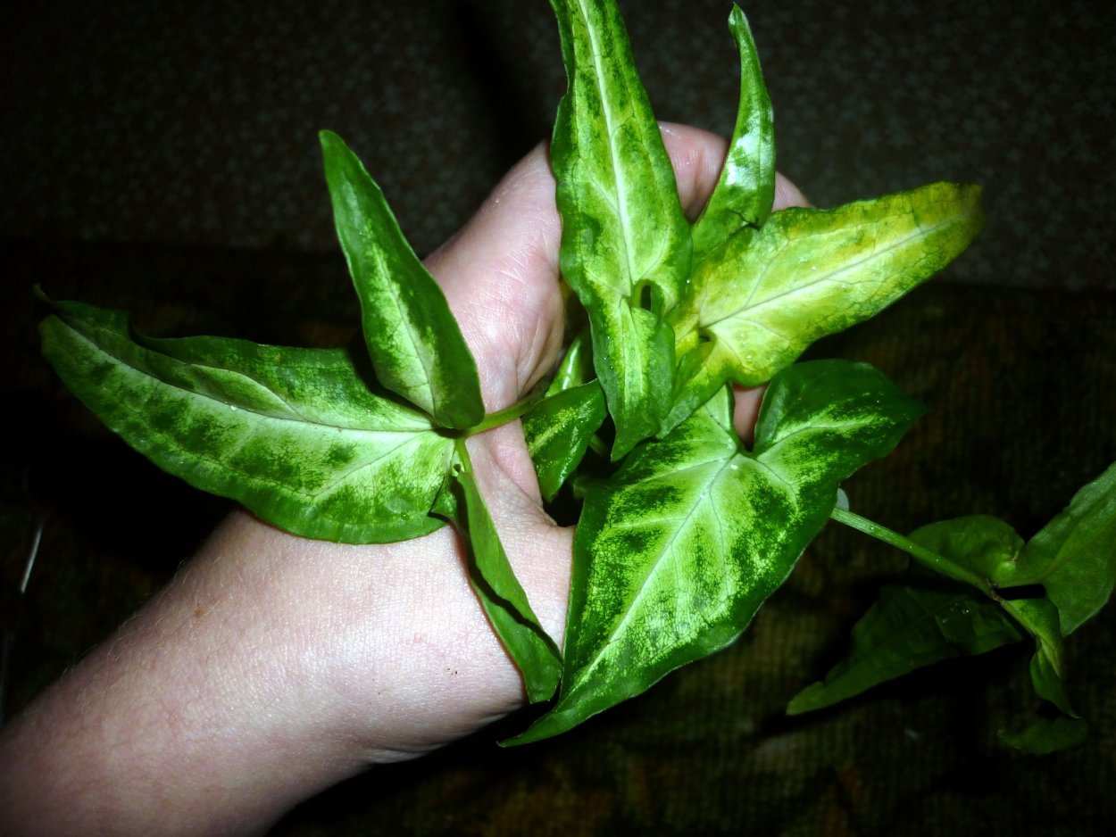 Сингониум Спеар Пойнт