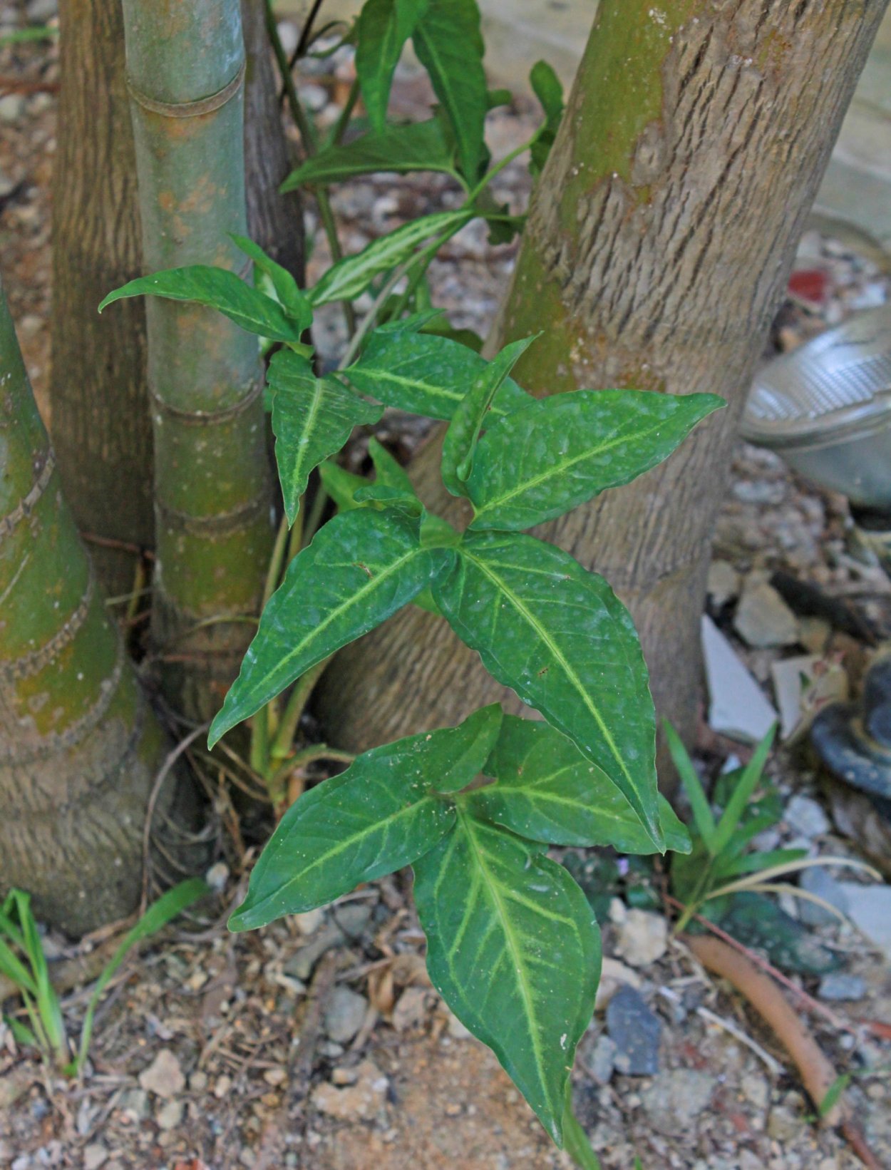 Caladium seguinum растение