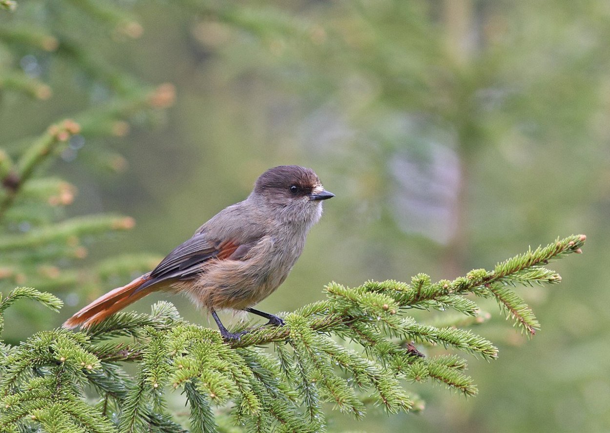 The Siberian Jay (Perisoreus Infaustus)