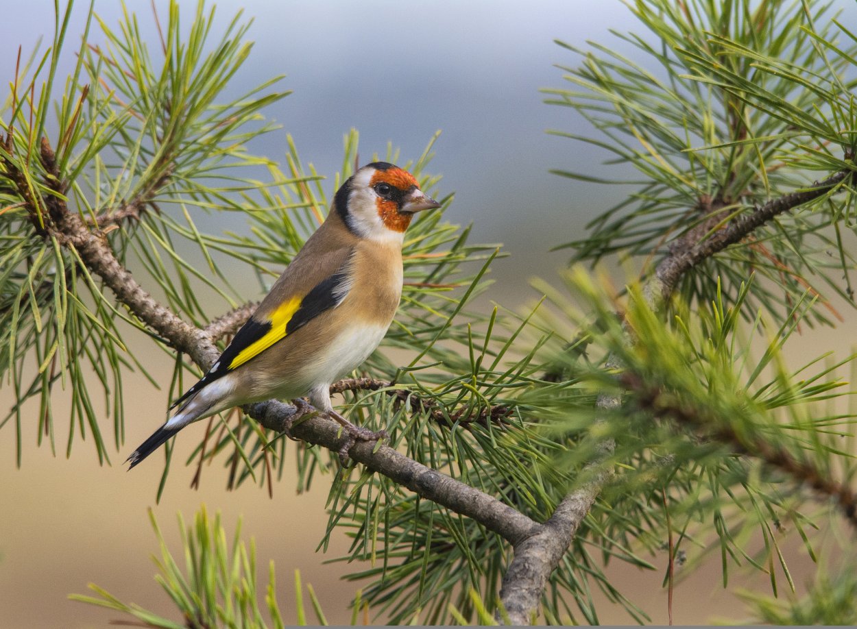 Птицы еловых лесов