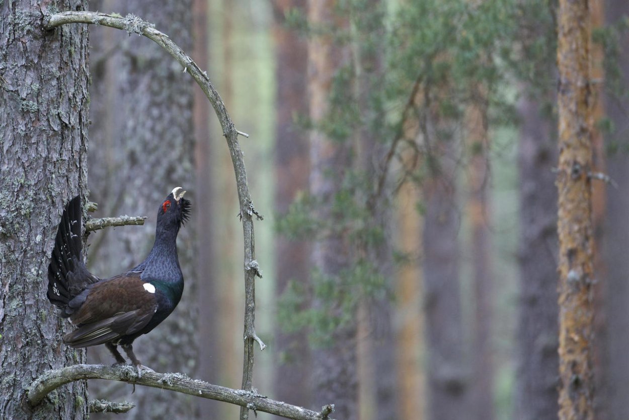 Глухарь в тайге