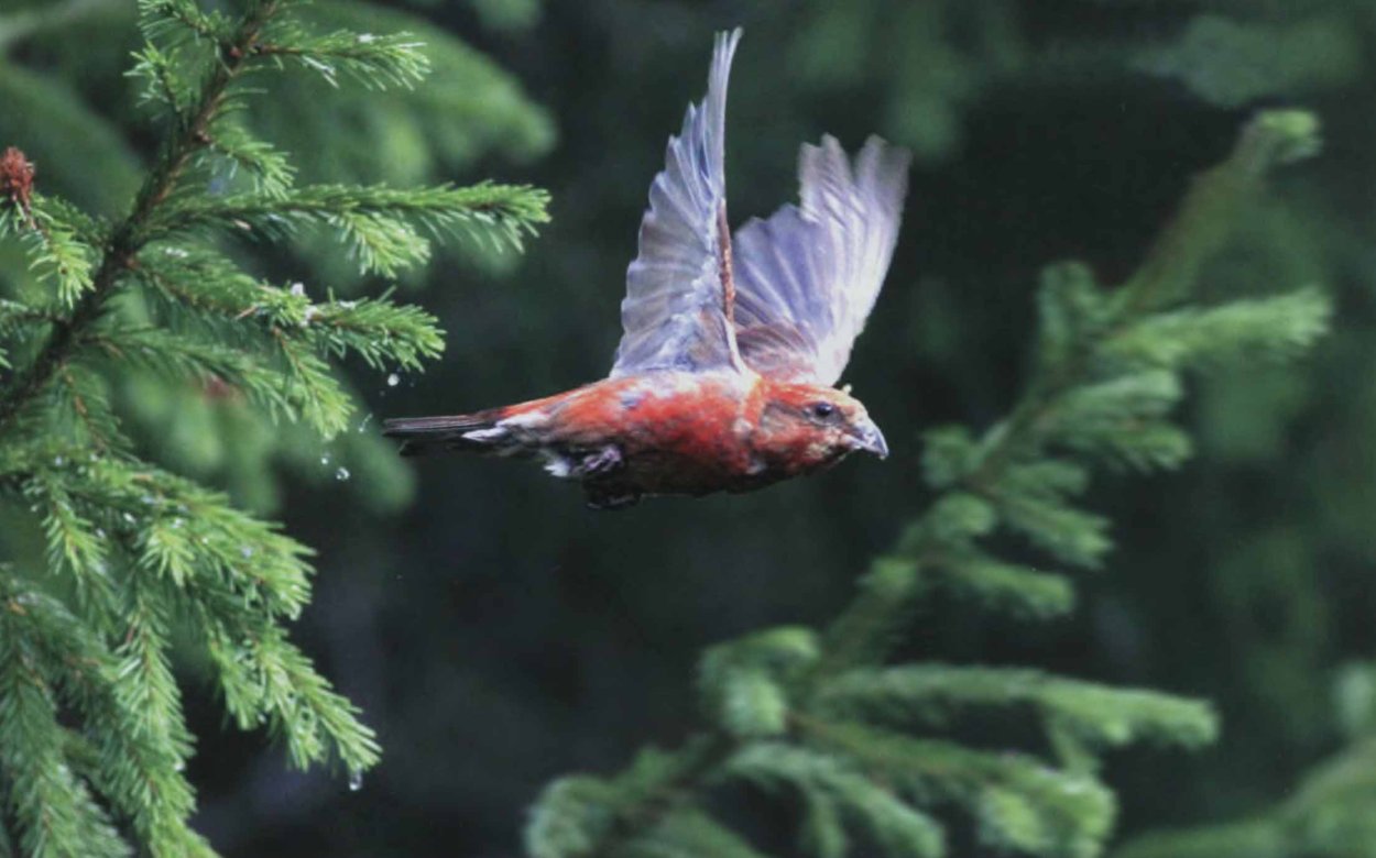 Клёст-еловик в полете