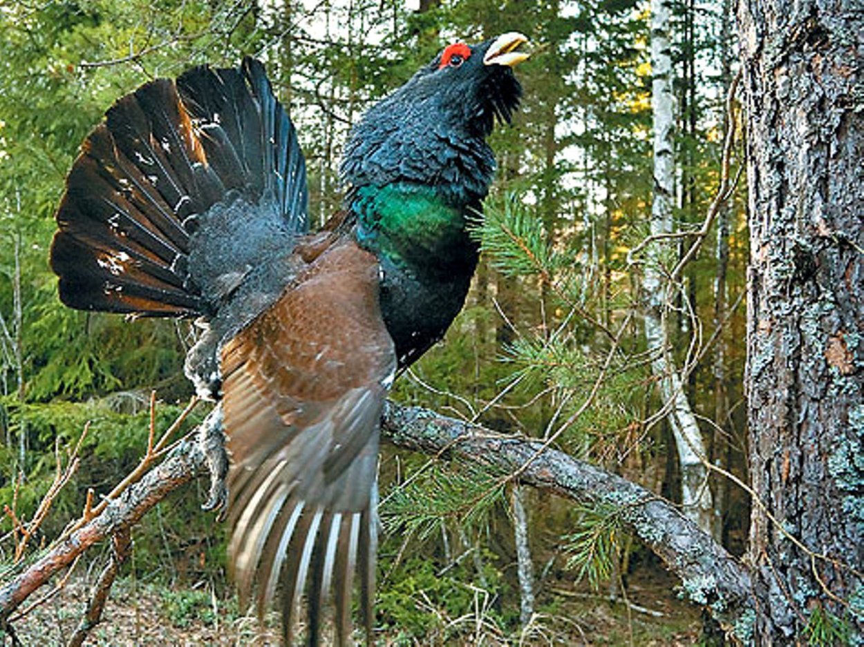 Малый пёстрый дятел зимой