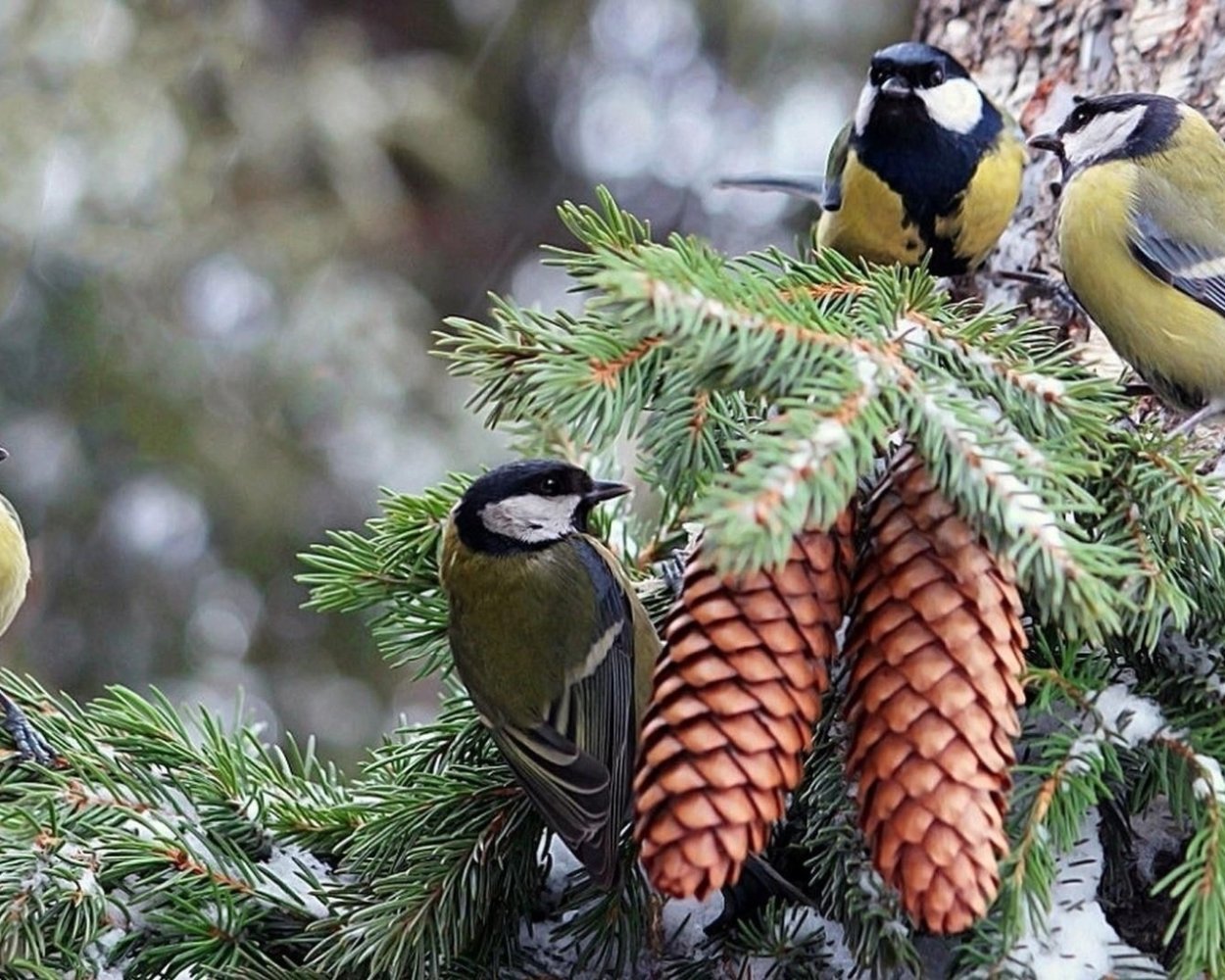 Синица зимой