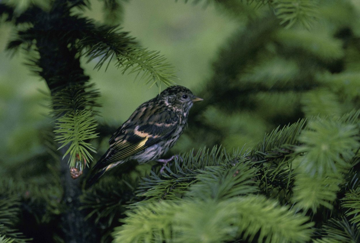 Птицы хвойных лесов