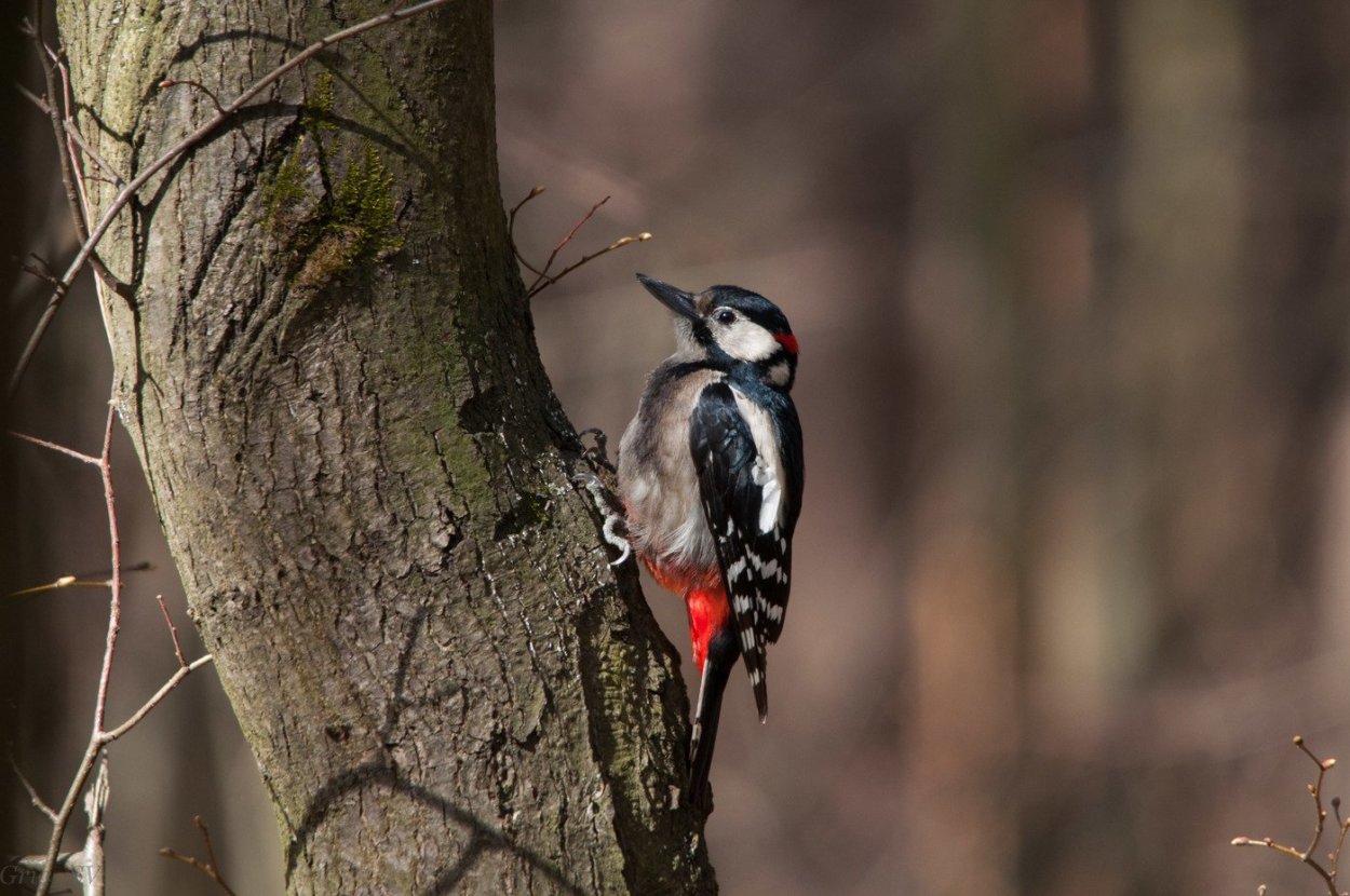 Зяблик Вики