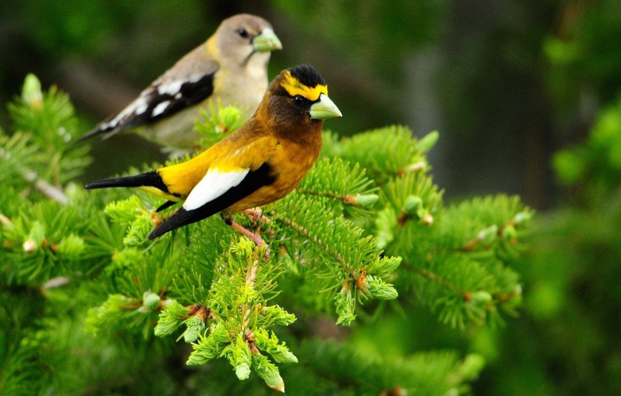 Птица на ветке сосны